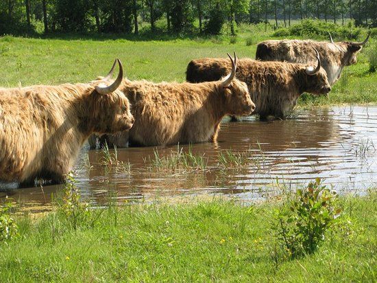 Hothfield Heathlands Nature Reserve